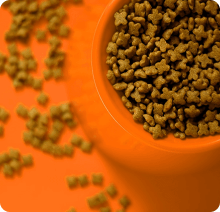 Racao Premium Gatos Filhotes